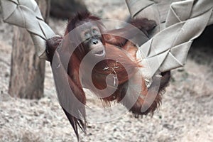 Baby orangutan chilling