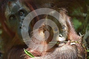 Baby orangutan . The close up portrait of cub of the Bornean orangutan (Pongo pygmaeus)