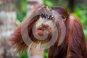 Bornean orangutan baby drinkers