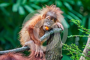 Baby Orangutan eating fruit