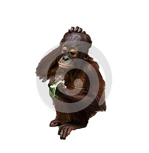 Baby Orangutan with hand on head eating lettuce isolated on white background