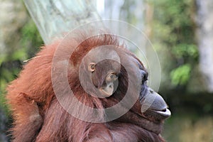 Baby Orangutan Hangs On