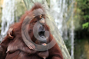 Baby Orangutan and Mother
