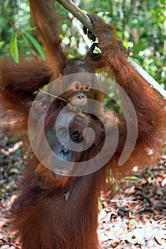 Baby orangutan and mother in natural habitat.