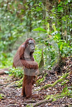 Baby orangutan and mother in natural habitat.