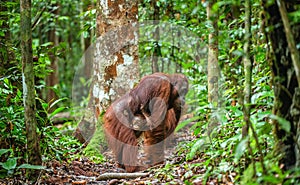 Baby orangutan and mother in natural habitat.