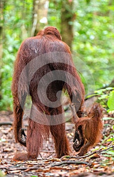 Baby orangutan and mother in a natural habitat.