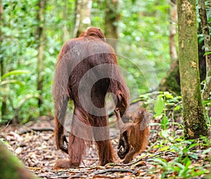 Baby orangutan and mother in a natural habitat.