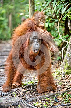 Baby orangutan on mother`s back in a natural habitat.