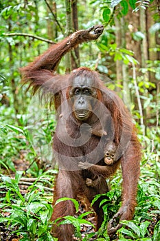 Baby orangutan on mother`s back in a natural habitat.