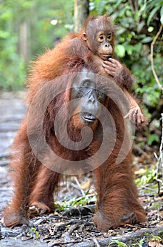Baby orangutan on mother`s back in a natural habitat.