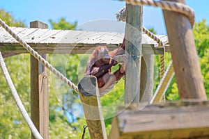 A baby orangutan playing by itself swinging on a rope.