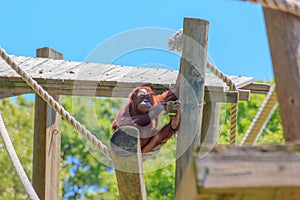 A baby orangutan playing by itself swinging on a rope.