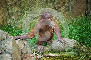 Baby orangutan playing in nature park