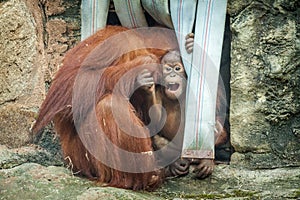 Baby orangutan playing in nature park