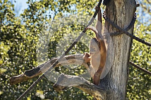 Baby orangutan is playing. Orang-utan, orangutang, the most intelligent primate. Wildlife animals