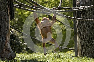 Baby orangutan is playing. Orang-utan, orangutang, orang-utang, the most intelligent primate