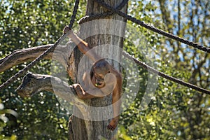 Baby orangutan is playing. Orang-utan, orangutang, orang-utang, the most intelligent primate. Wildlife animals