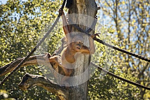 Baby orangutan is playing. Orang-utan, orangutang, orang-utang, the most intelligent primate. Wildlife animals. Our smaller