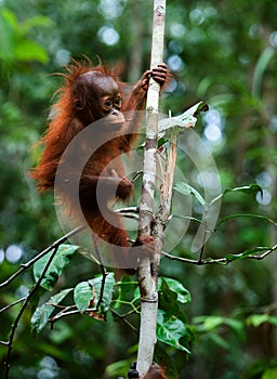 Baby orangutan (Pongo pygmaeus). photo