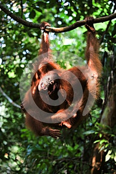 Baby orangutan (Pongo pygmaeus) play.