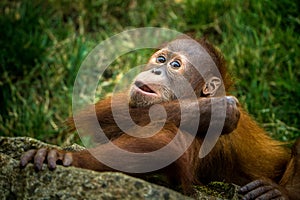 Baby orangutan portrait in zoopark