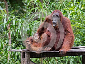 Baby orangutan rests with her mom on a wooden platform