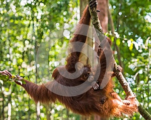 Baby orangutan sits on the back of his mother, which stretches f