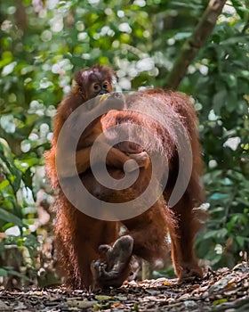 Baby orangutan sits on his mother's back and looks back (Bohorok
