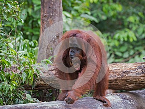 Baby orangutan sparkles happy smile (Indonesia)