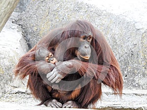 Baby Orangutan Sucking Mother& x27;s Thumb While Being Held in Lowry Zoo, Tampa