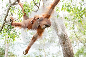 Baby Orangutan photo