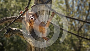 Baby orangutan is swinging. Orang-utan, orangutang, orang-utang, the most intelligent primate