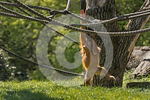 Baby orangutan is swinging. Orang-utan, orangutang, orang-utang, the most intelligent primate