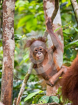 A baby orangutan in the wild. Indonesia. The island of Kalimantan (Borneo).