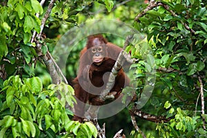 A baby orangutan in the wild. Indonesia. The island of Kalimantan (Borneo). photo