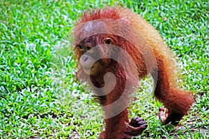 Baby orangutang in Borneo