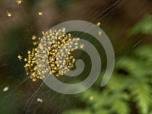 Baby orb weaver spiders, spiderlings, in nest, Yellow and black, macro.