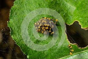 Baby orb weaver spiders, spiderlings, in nest, Yellow and black, macro