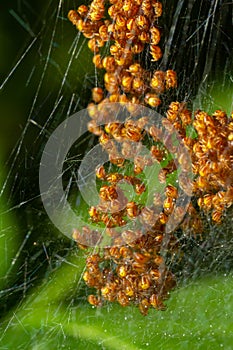 Baby orb weaver spiders, spiderlings, in nest, Yellow and black, macro