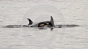 Baby orca with its family