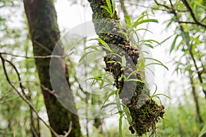 Baby orchids in the forest Tak ,Thailand.