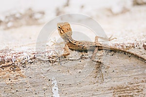 Baby Oriental Garden Lizard Calotes versicolor on the leaves. Found widely in Asian countries. camouflage garden lizards. Close