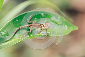 Baby Oriental Garden Lizard Calotes versicolor on the leaves. Found widely in Asian countries. camouflage garden lizards. Close