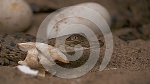Baby Orinoco Crocodile Near Egg Shell, Colombia
