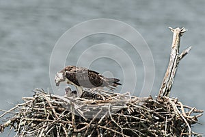 Osprey eating fish from female osprey