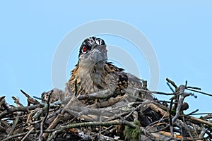 Baby Osprey Sitting in the Nest