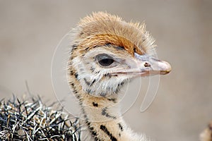 Baby ostrich chick with distinctive spots . Close-up head