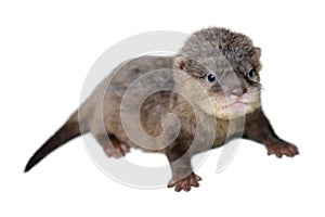 Baby otter photo