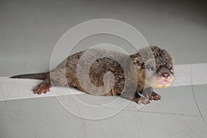 Baby otter photo